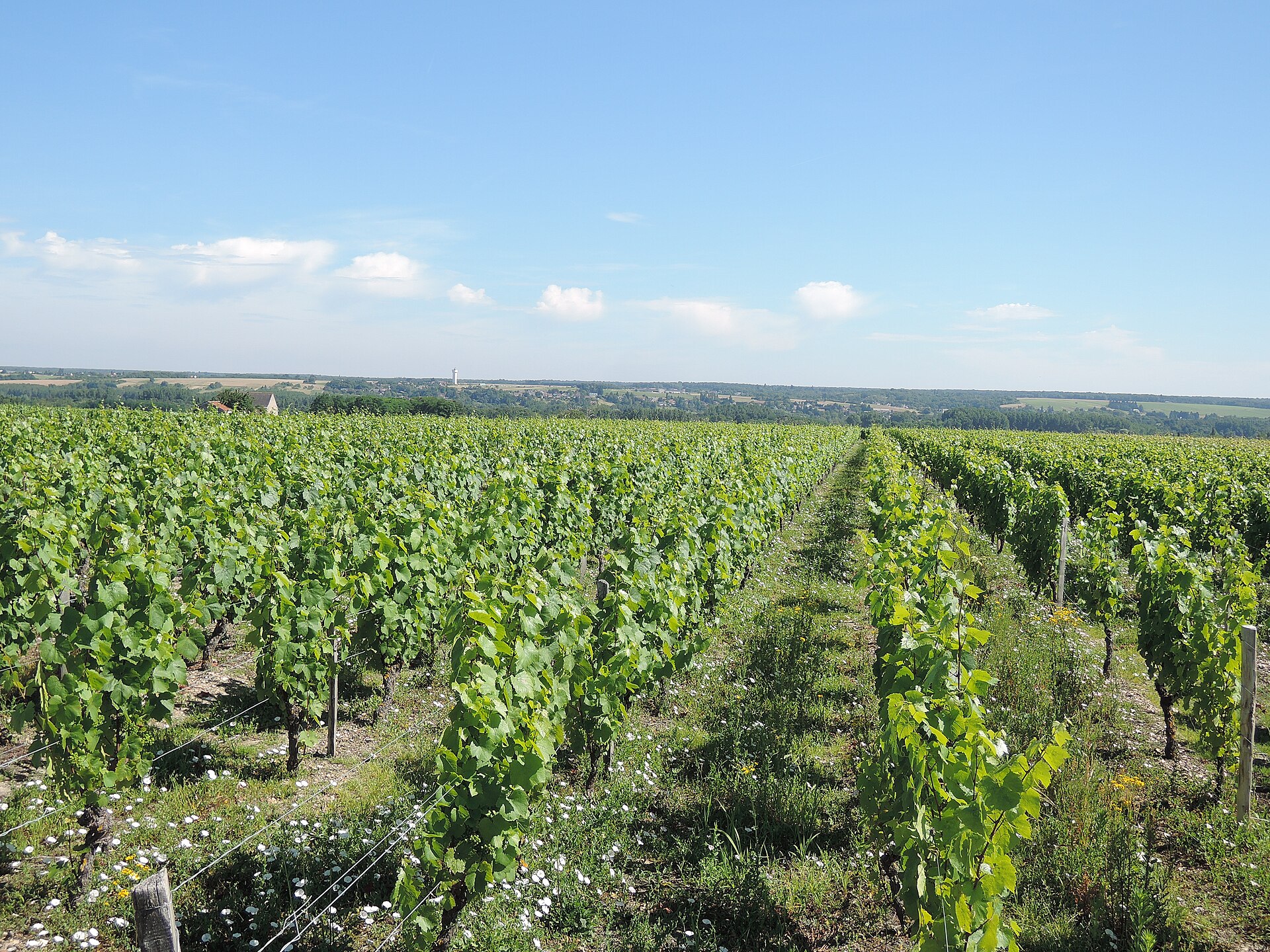 Rangs de vigne à Civray-de-Touraine