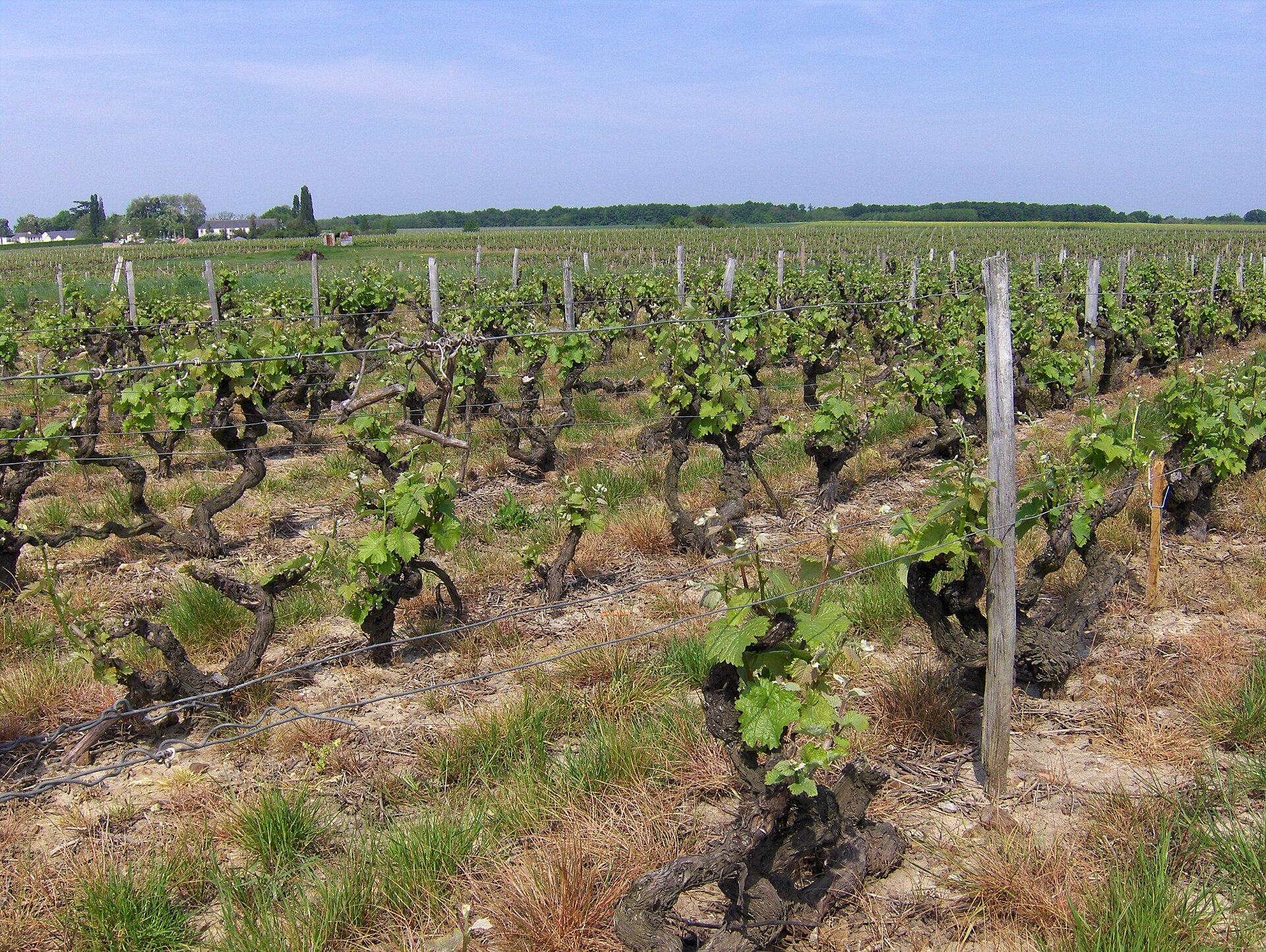 Vignes de Vouvray au débourrement